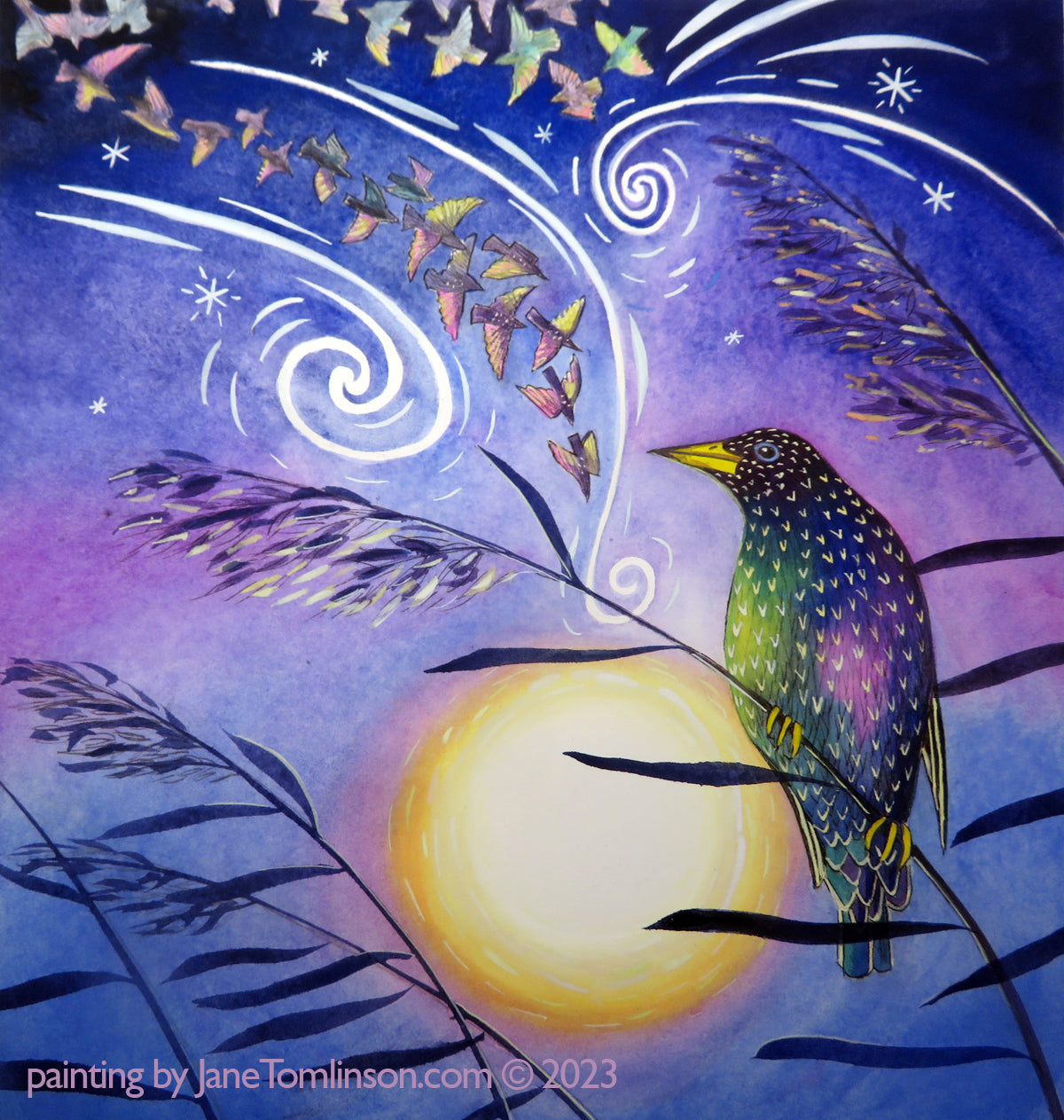All the colours of a starling  - a starlings greetings card