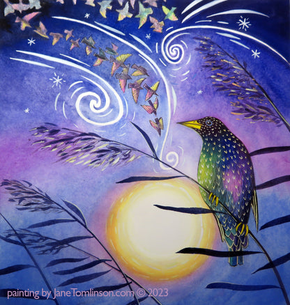 All the colours of a starling  - a starlings greetings card