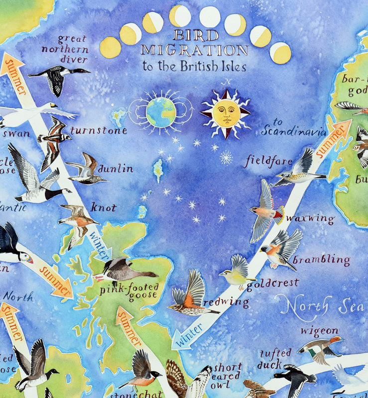 Bird migration map