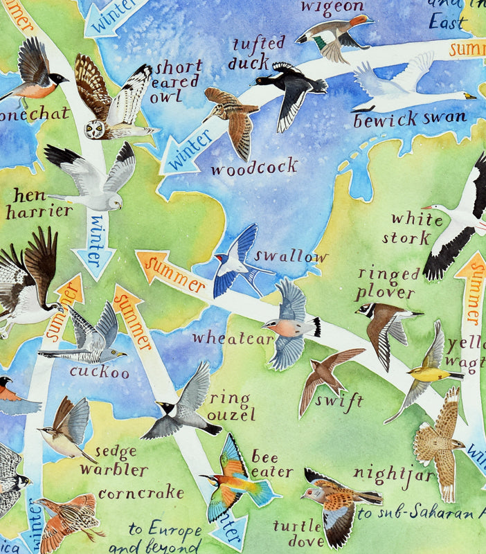 Bird migration map