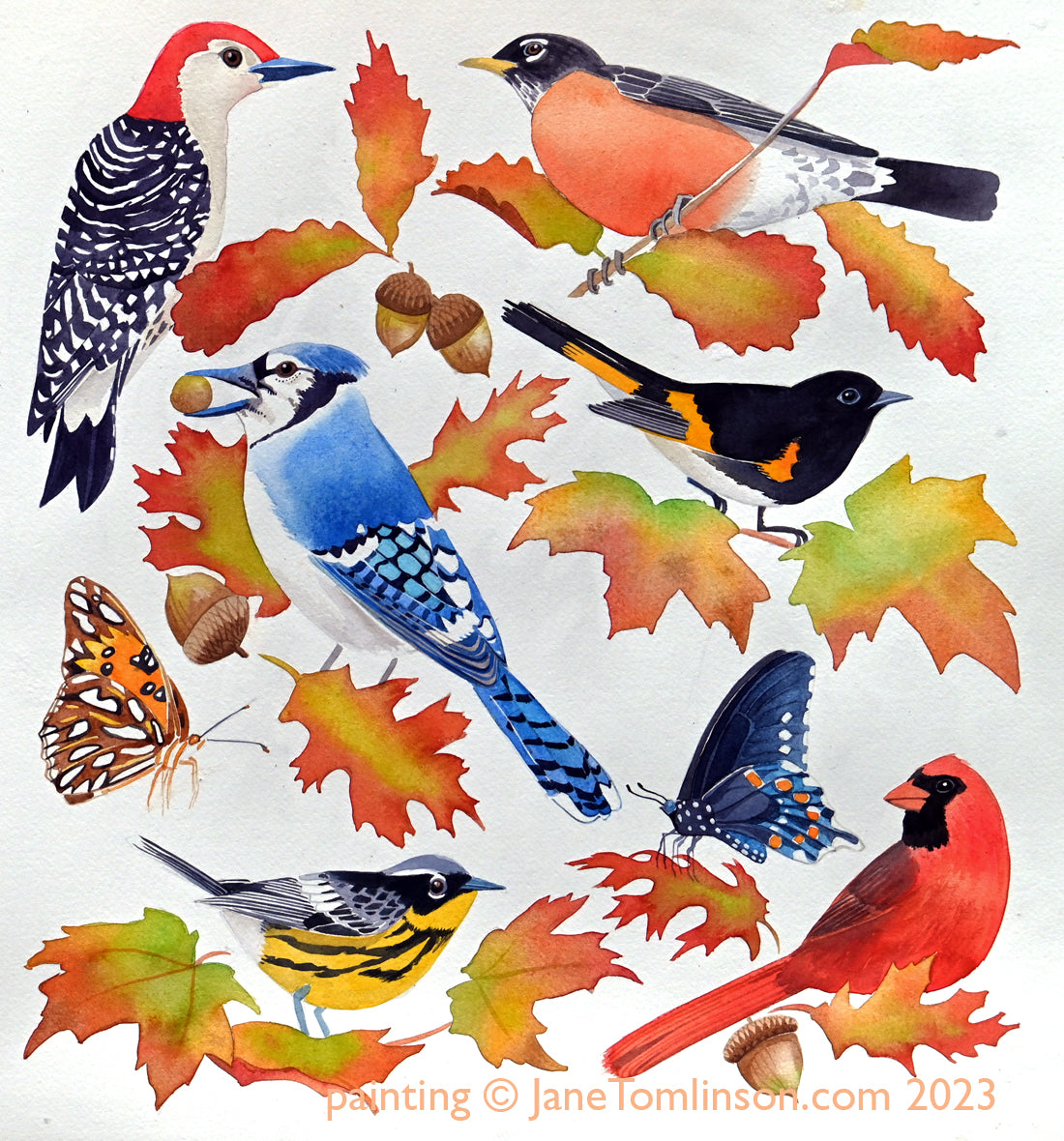 Birds of the Tennessee woods