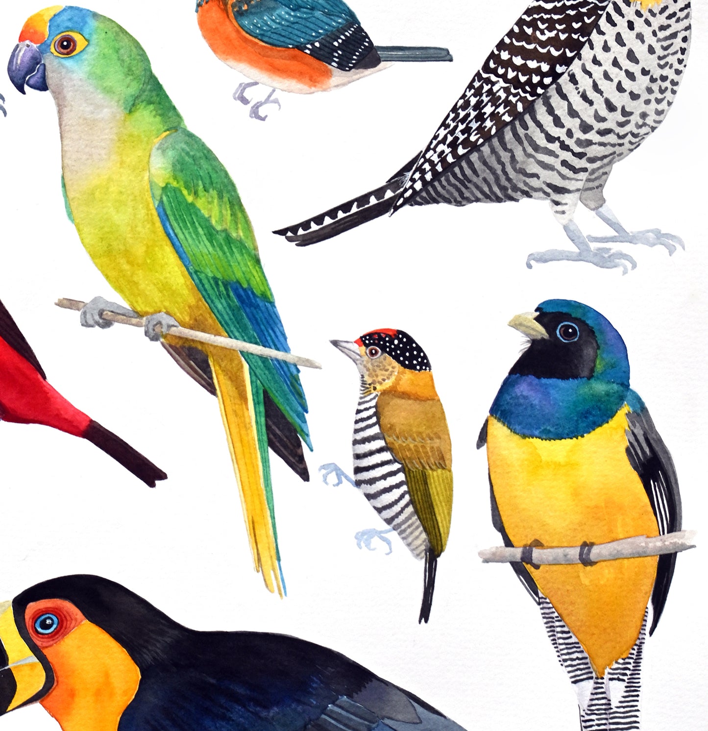 Birds of Brazil - trogon piculet parakeet