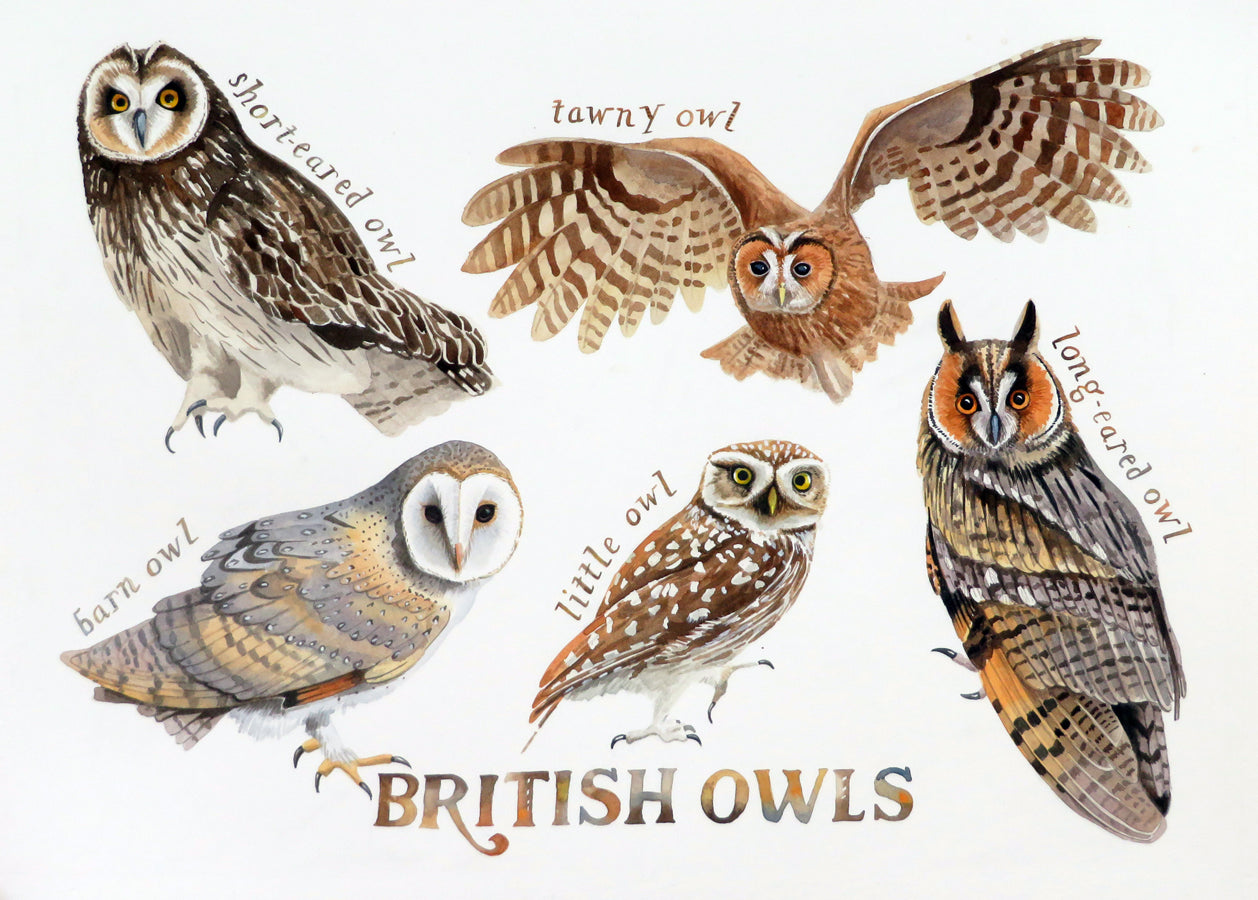 British Owls