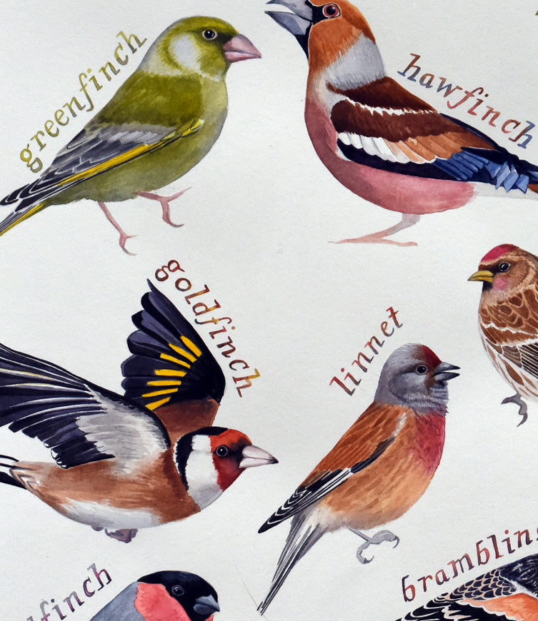 British finches 