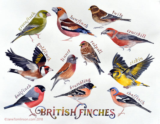 British finches - a painting of all 11 species of finches