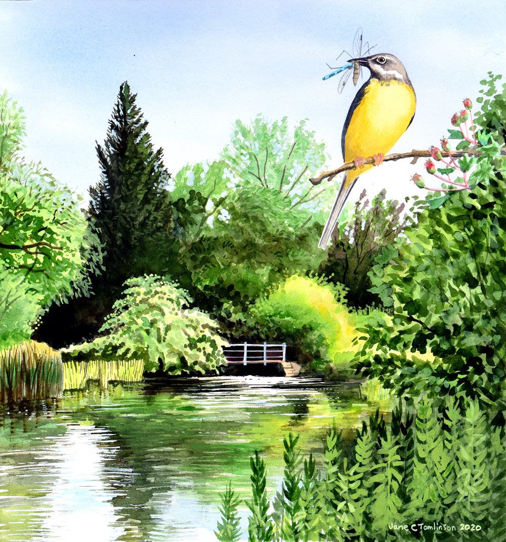 Grey wagtail by the Windrush