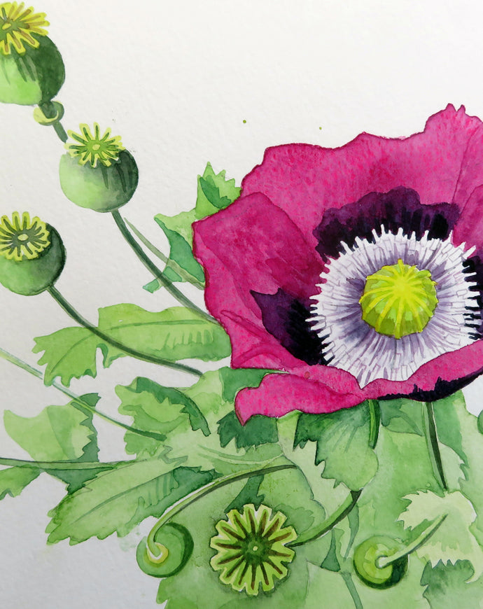 Painting of Opium poppy Papaver somniferum