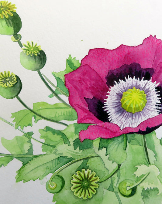 Painting of Opium poppy Papaver somniferum