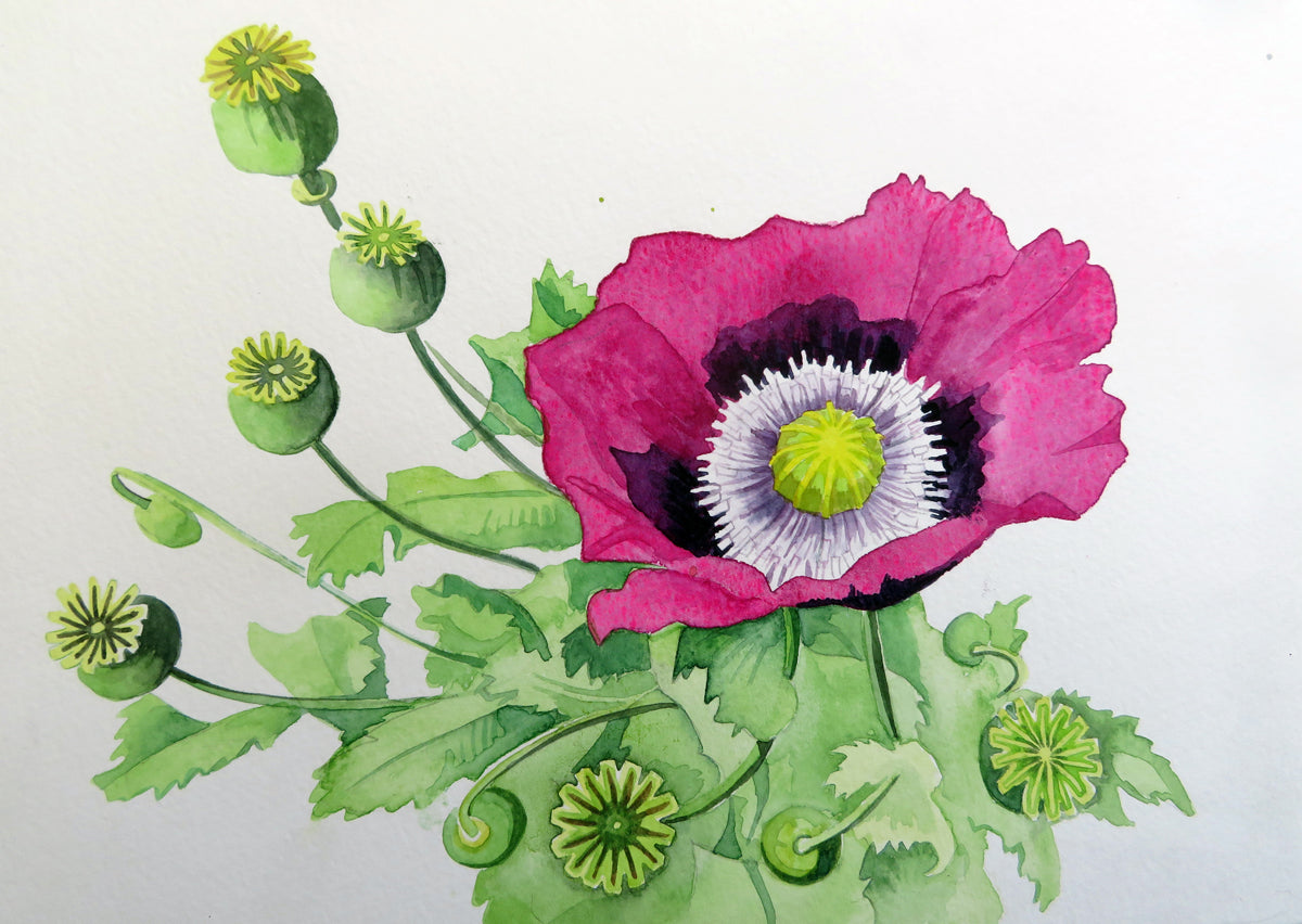 Opium poppy