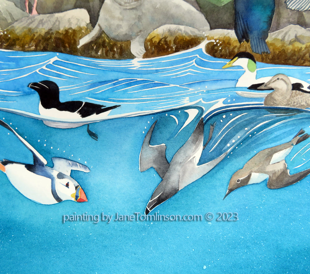 Seabird Spectacular!