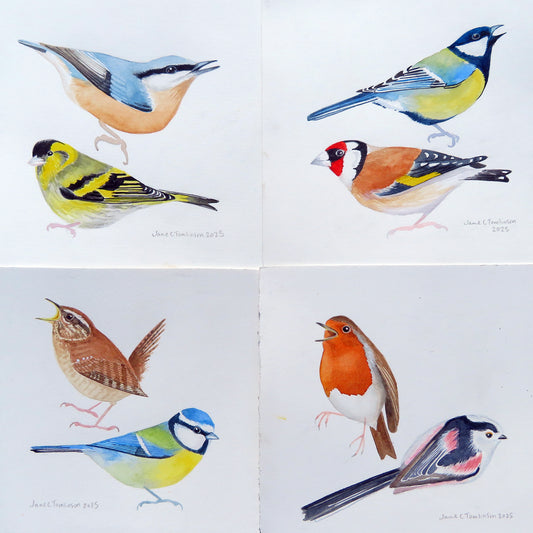 Garden birds - original paintings of pairs of bird species