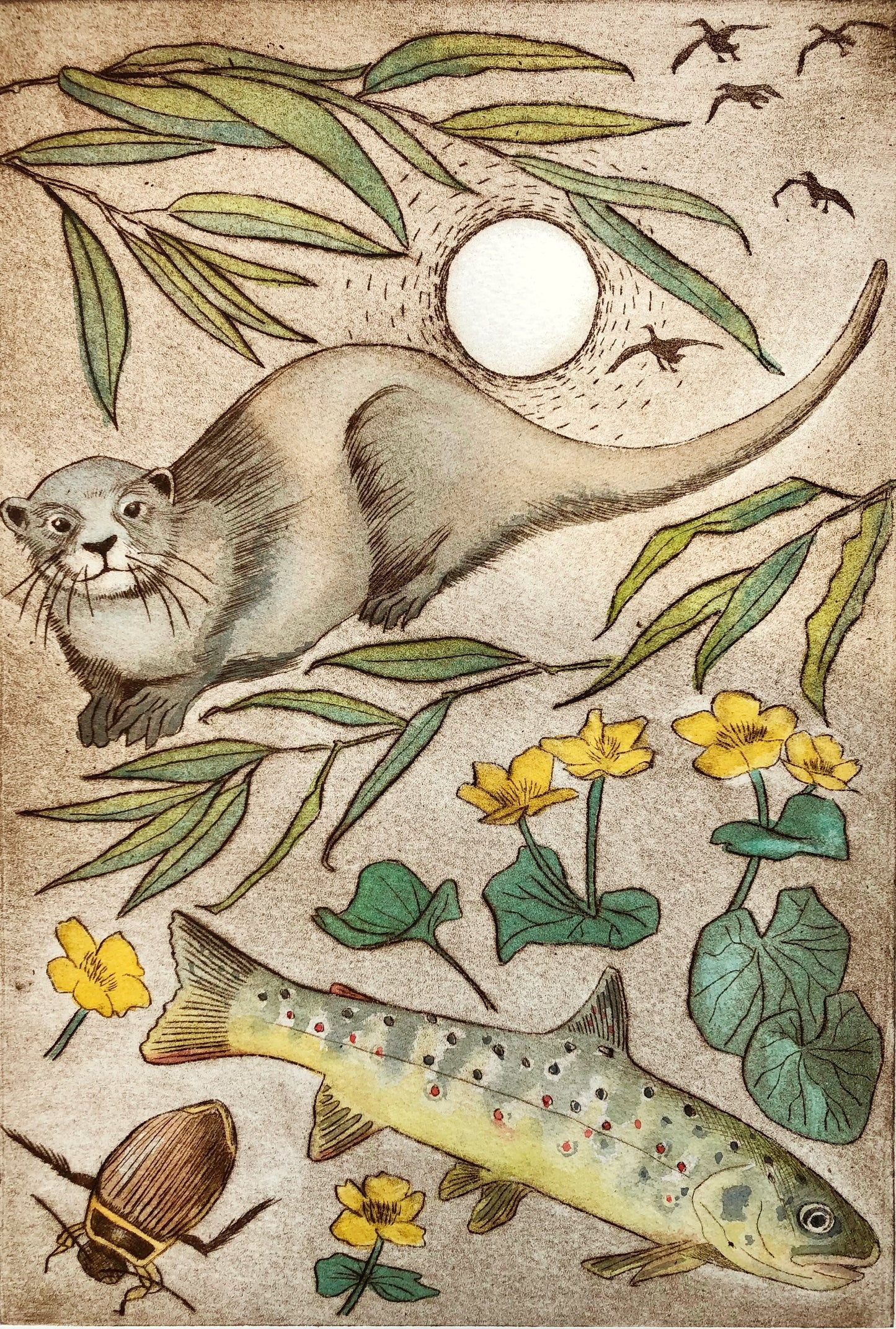 Otter and brown trout