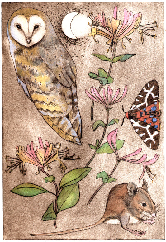 Barn owl and wood mouse