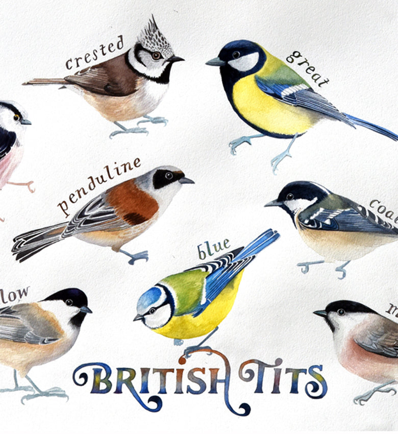 British tits
