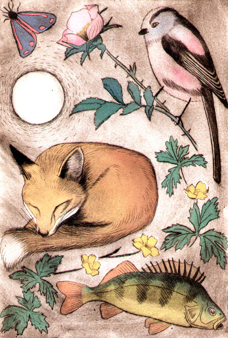 Fox and perch