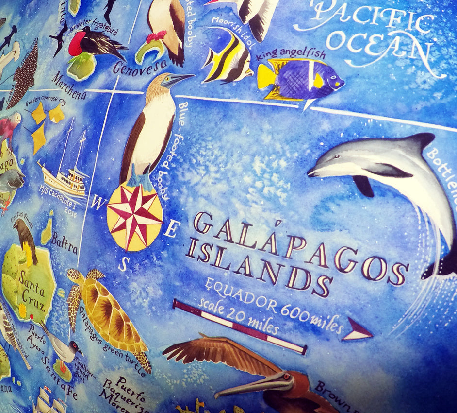 Galapagos map Blue footed booby