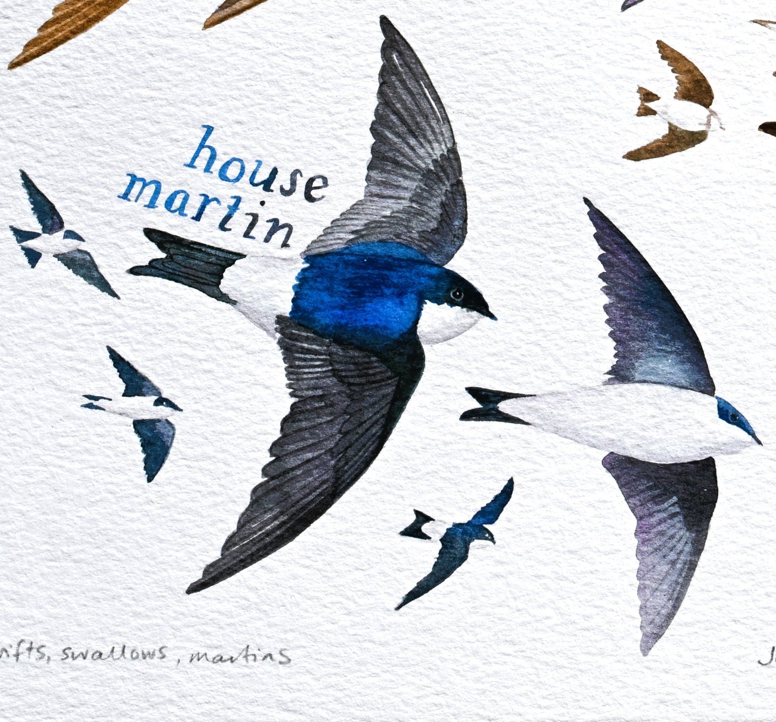 house martins