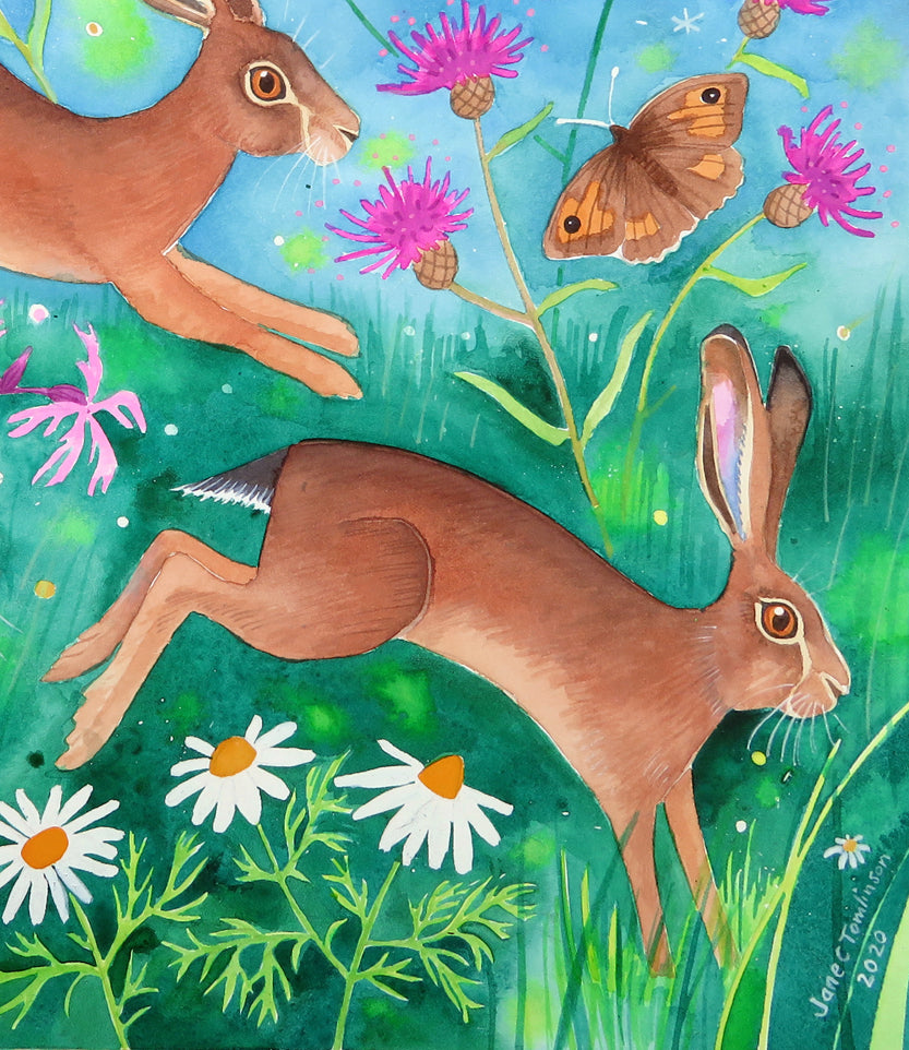 Meadow brown hares