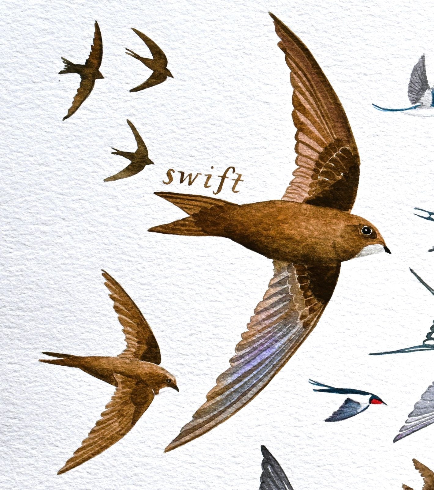 Swifts