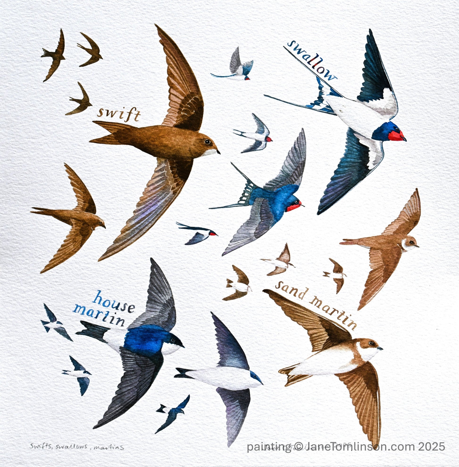 Swifts, swallows, martins