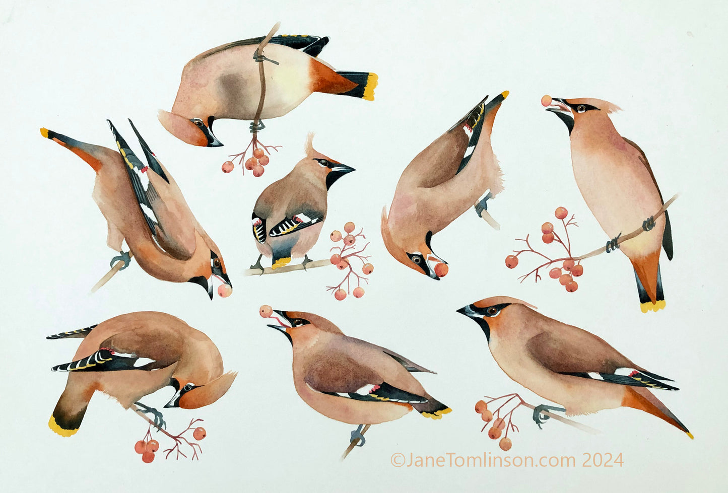 Bohemian waxwings