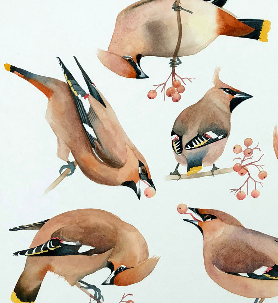 Bohemian waxwings