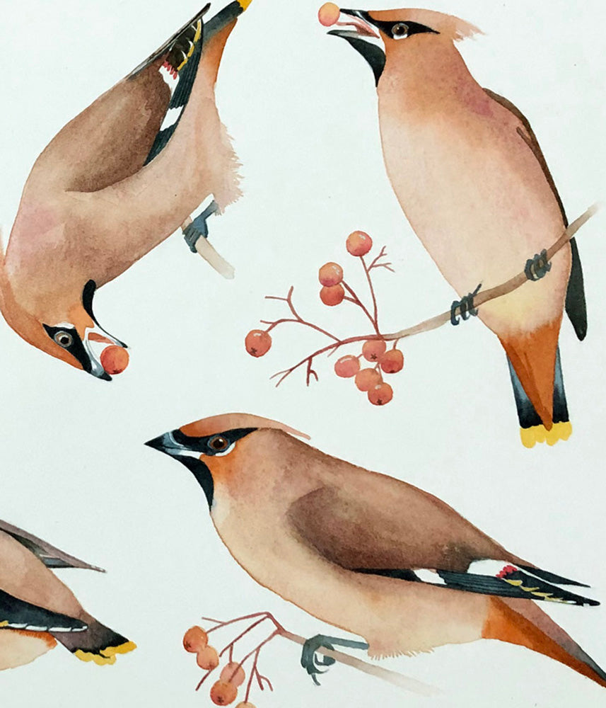 A museum of Bohemian waxwings