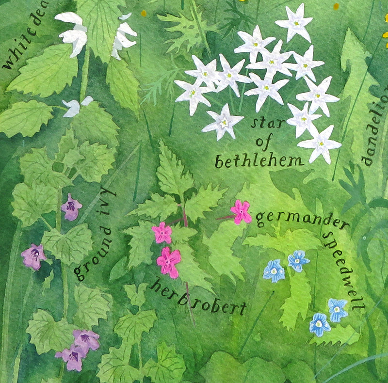 Wildflowers not weeds
