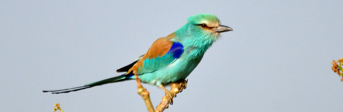 Birding in The Gambia