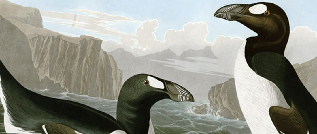 The extinction of the Great Auk - 3 July 1844