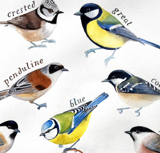 British tits - a painting of all 9 species of tits