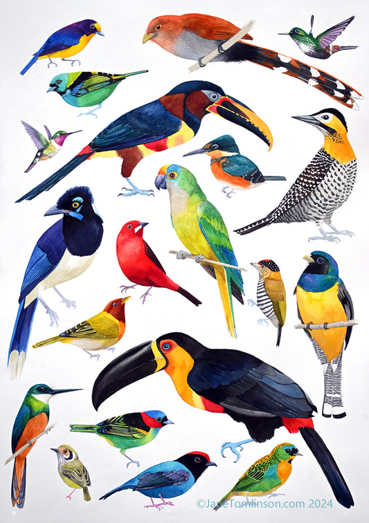 Birds of Brazil painting