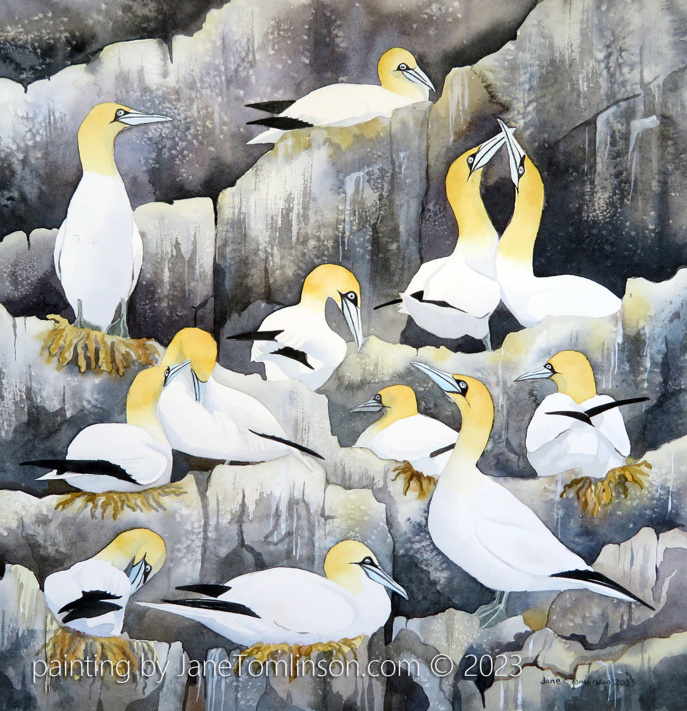 Painting of gannets at Bass Rock