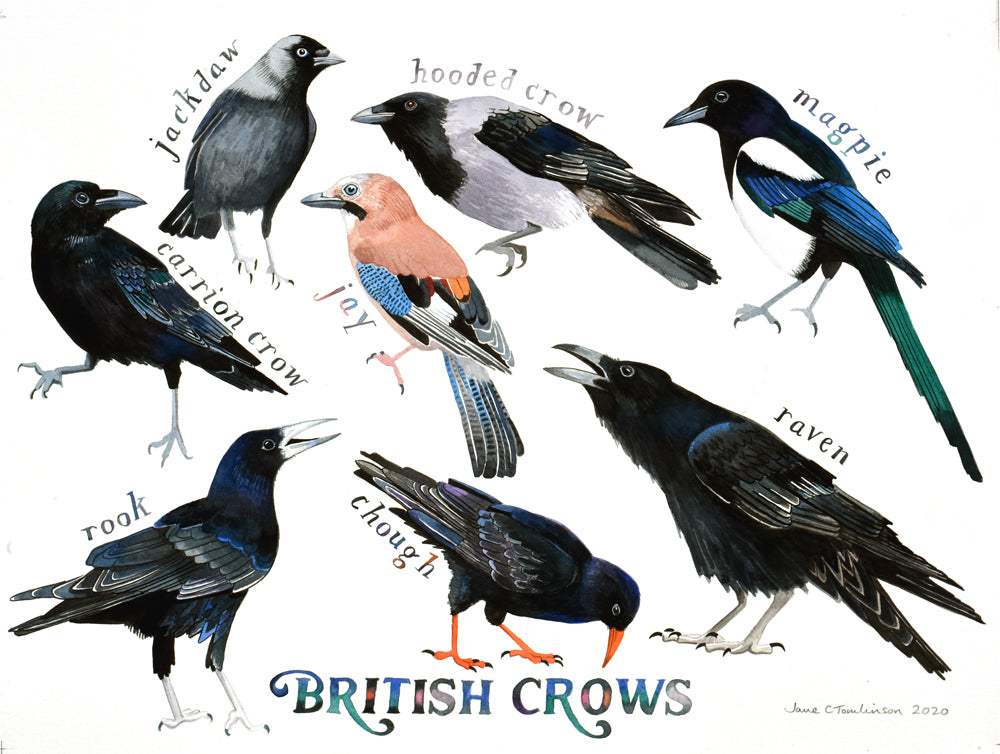 British crows - a painting of all 8 species of corvids