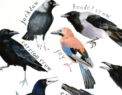 British crows - a painting of all 8 species of corvids