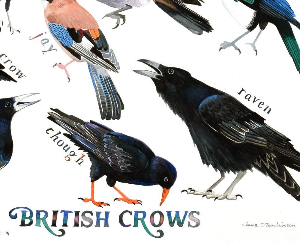British crows - a painting of all 8 species of corvids