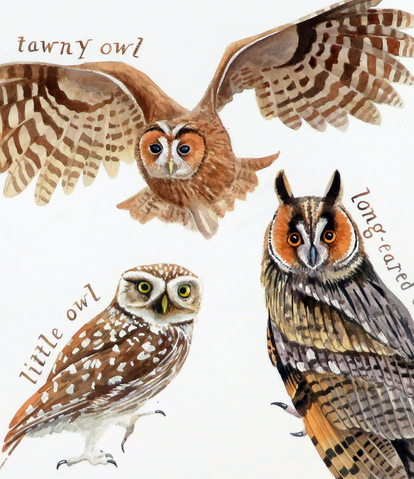 British owls - a painting of all 5 species of owls