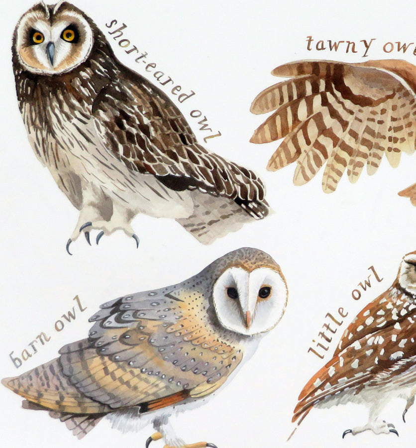 British Owls