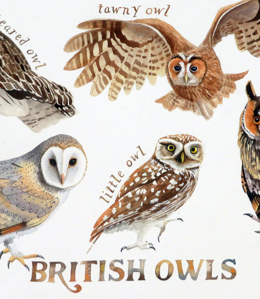 British Owls