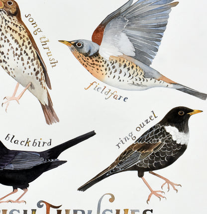 British thrushes - a painting of all 6 species of thrush
