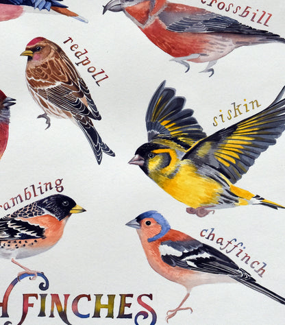 British finches