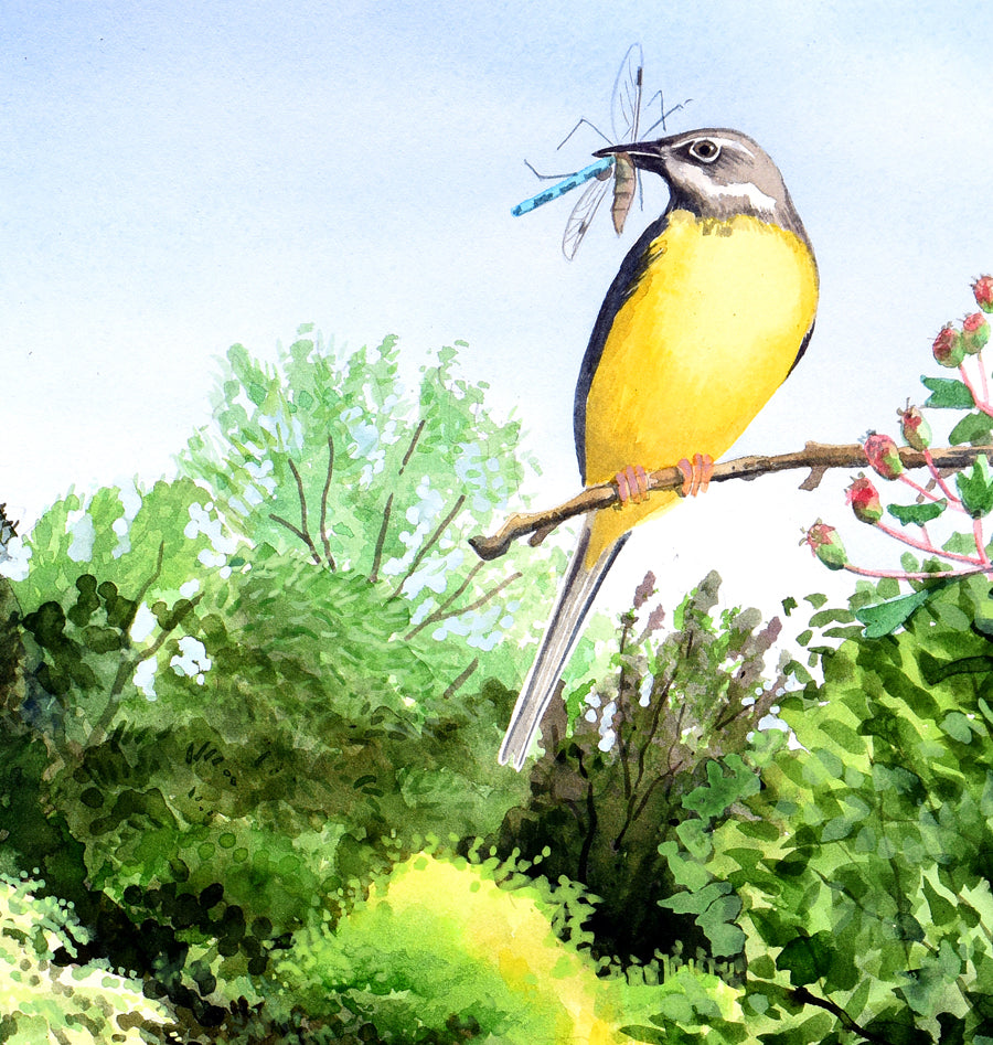Grey wagtail by the Windrush