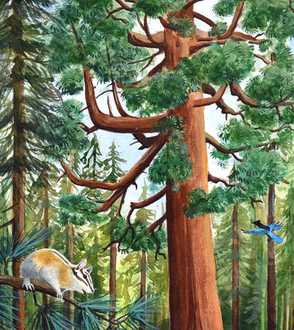 Grizzly Giant Sequoia Mariposa California