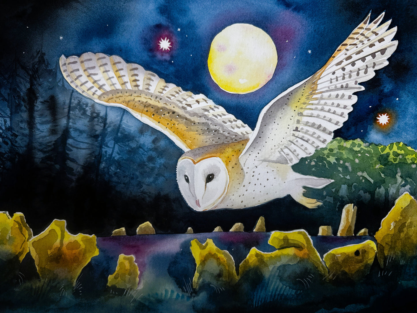 Barn Owl at the Rollright Stones