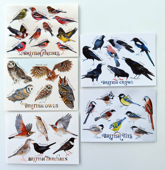 British birds greetings cards - choose from crows, owls, thrushes, tits & finches