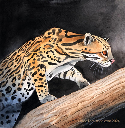 ocelot coming out of the darkness