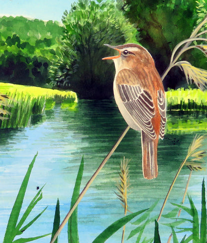 Sedge warbler by the Thames