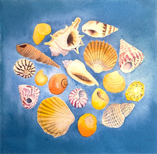 Seventeen seashells