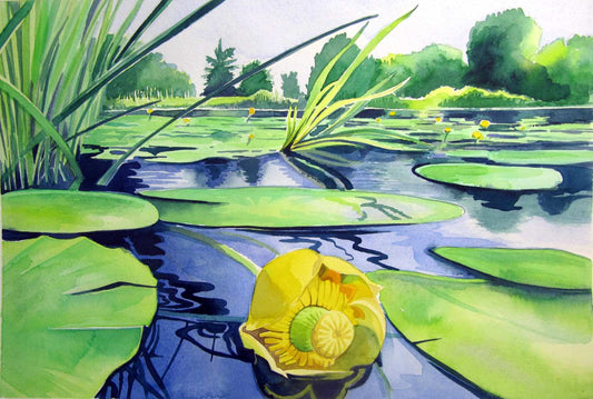 Wharf Stream water lily greetings card