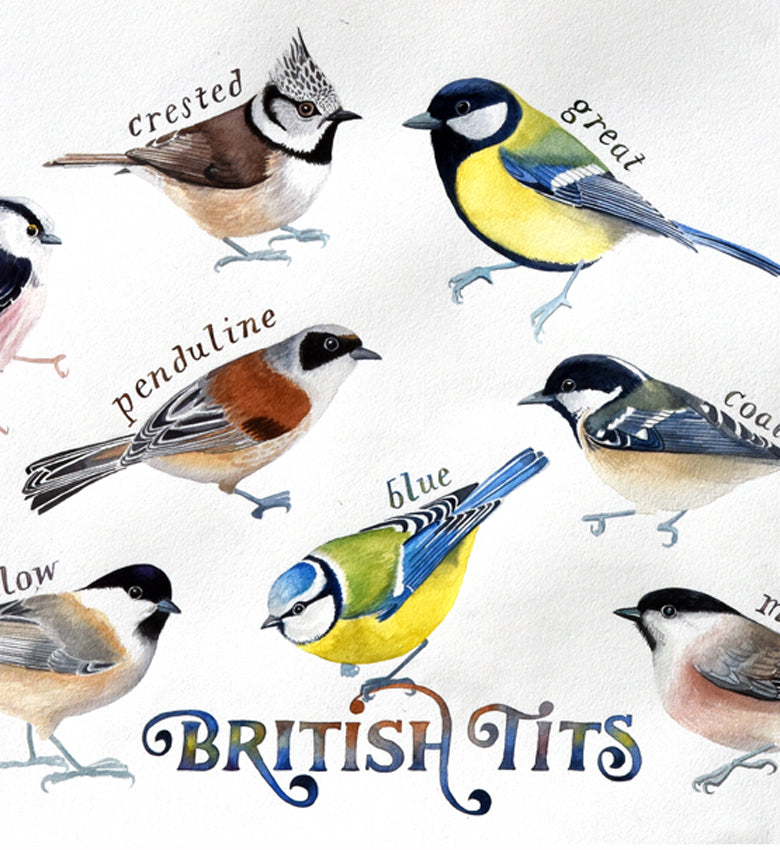 https://janetomlinson.com/cdn/shop/files/british-tits-birds-Copy.jpg?v=1710428660&width=1445